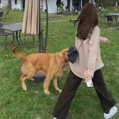 救援狗